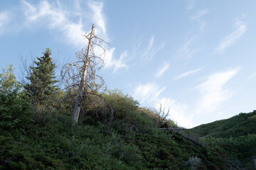 clouds in the forest