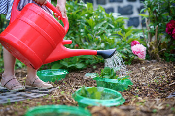 child watering seedlings of flowers from a watering can in the garden, the girl is having a good time outdoors, weekend activity.