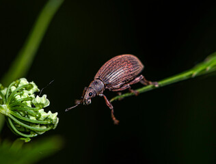 A small bronze-colored beetle weevil moves from a leaf of grass to a white flower.