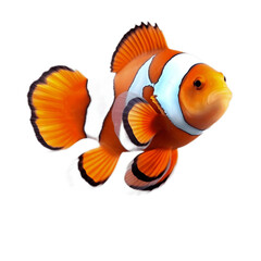 Orange clownfish isolated on white background - obrazy, fototapety, plakaty
