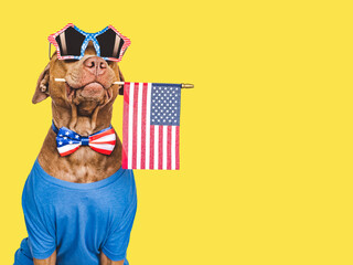 Cute brown puppy, sunglasses and American Flag. Travel preparation and planning. Closeup, indoors....