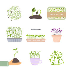 Big set of fresh organic micro greens