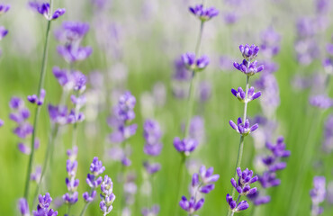 Background from violet lavender in the garden