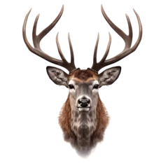 Foto op Plexiglas Deer head with horns isolated on white background cutout © The Stock Guy
