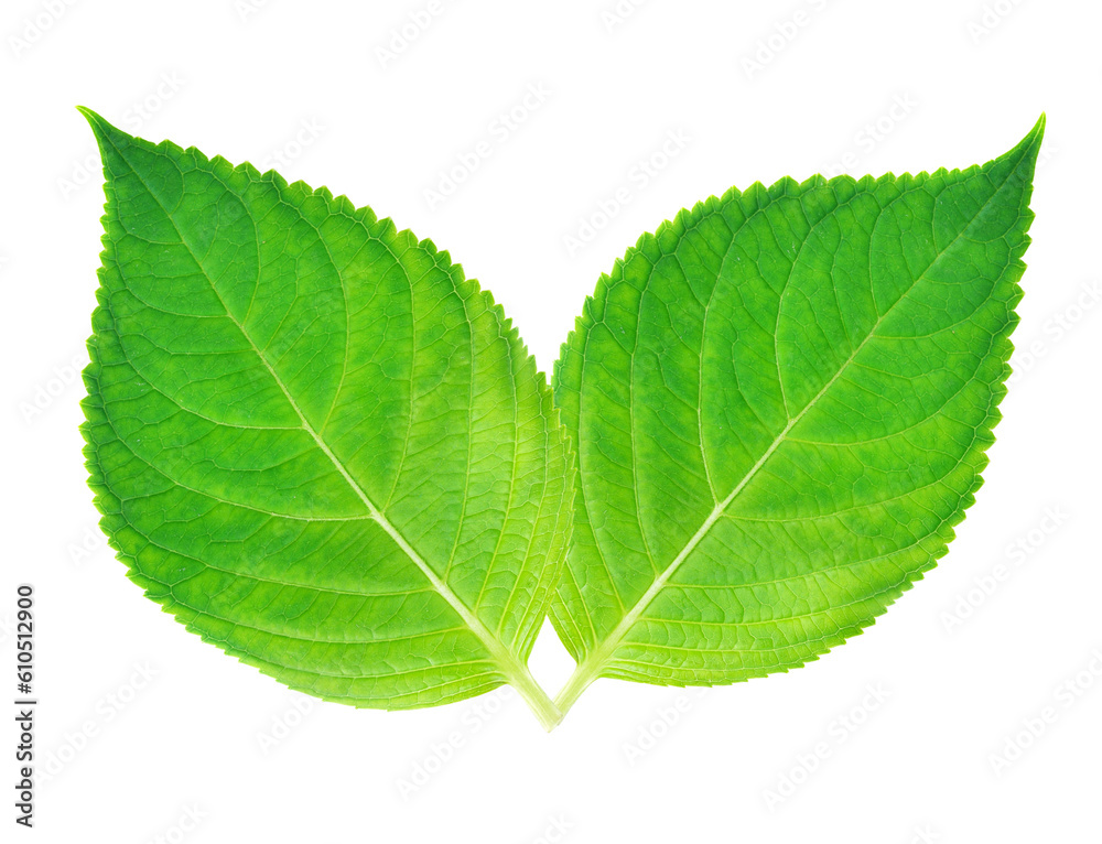 Wall mural green leaf transparent png