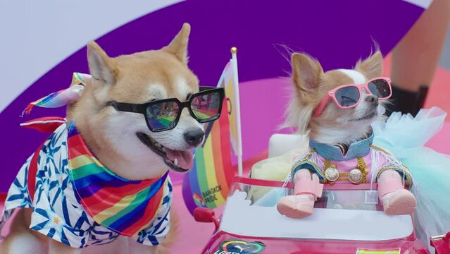 Two little dogs in rainbow LGBT color clothes and glasses. Gay pride animals, Homosexual relationships and transgender. Pet care concept