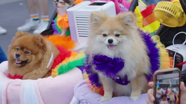 Pomeranian dogs in rainbow LGBT color clothes. Gay pride animals, Homosexual relationships and transgender. Pet care concept