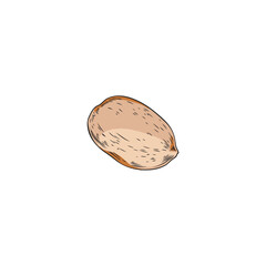 Hand drawn almond nut, colored sketch vector illustration isolated on white background.