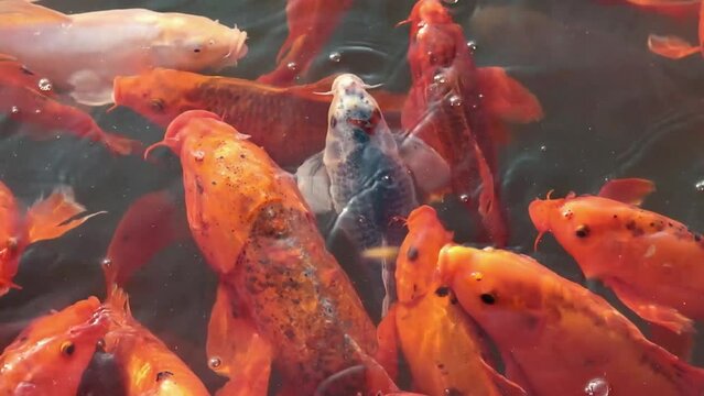 Peces nadando en un estanque esperando comida