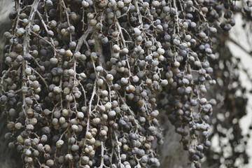 Clusters of black dried palm fruits hanging on palm trees