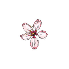 Hand drawn pink almond flower sketch style, vector illustration