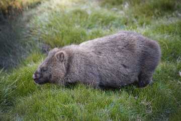 Naklejka premium wombat, wildlife