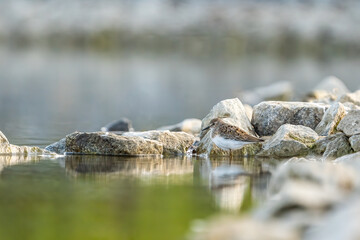 Biegus mały szukający pożywienia nad brzegiem stawu w Kaliszu © Sylwester Popenda
