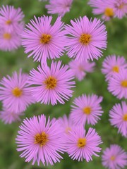 Fototapeta premium Pink aster flowers