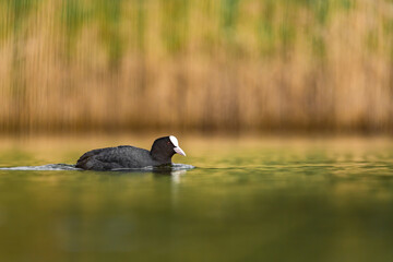 Płynąca Łyska na stawie w parku w Kaliszu