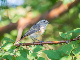 The common redstart, Phoenicurus phoenicurus, young bird, is photographed in close-up sitting on a branch against a blurred background.