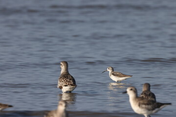 Marsh Sandpiper (Tringa stagnatilis) in Japan