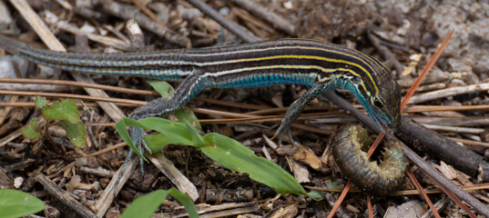 Skink