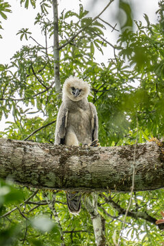 Harpy eagle (Harpia harpyja), Captive animal, Panama Central America Venezuela.