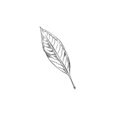 Hand drawn monochrome almond leaf sketch style, vector illustration