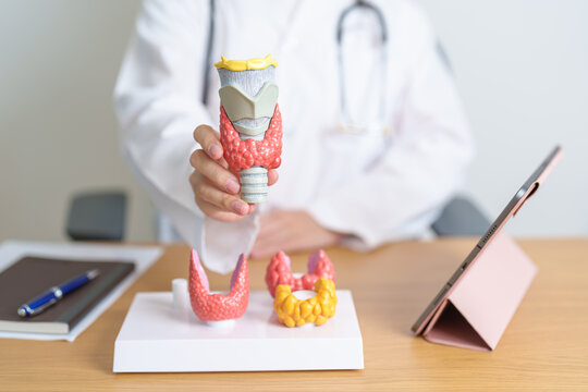 Doctor with human Thyroid anatomy model and tablet. Hyperthyroidism, Hypothyroidism, Hashimoto Thyroiditis, Thyroid Tumor and Cancer, Postpartum, Papillary Carcinoma and Health concept