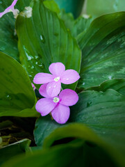 Vinca or Periwinkle Plant surrounded by green leaves