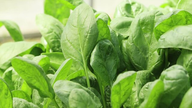 Field with spinach grown for food. Juicy green foliage close-up, diet food.