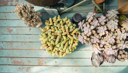 Miniature succulent plants (succulent cactus) in the garden