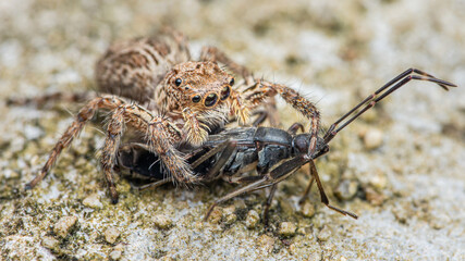 Jumping spider eating black prey on cement floor, Selective focus, Macro photo of insect.