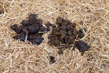 horse droppings in straw background