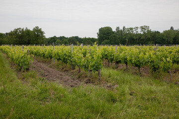 Fototapeta na wymiar vineyard Saint emilion Bordeaux wine France