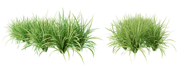 Green grass isolated on white