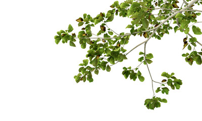 Green leaves isolated on white