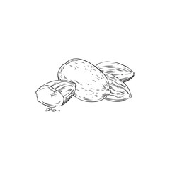 Almond nuts design element, hand drawn sketch vector illustration isolated.