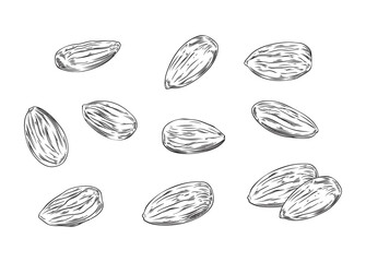 Set of various almond nuts, monochrome sketch vector illustration isolated on white background.