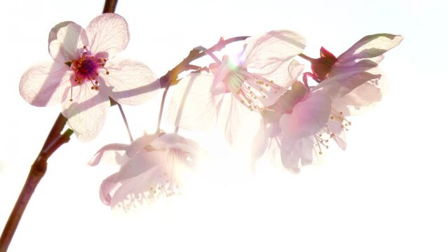 Light pink sakura branch with transparent backlit petals shaking in the wind. Sun shining through beautiful and delicate flowers of Japanese cherry. Gorgeous nature background. Slow motion. 4K.
