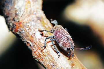 The brown beetle on a branch