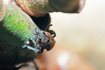 The brown beetle on a branch