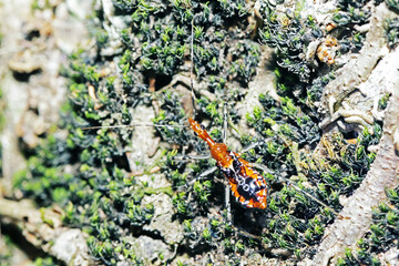 A beetle on green plant