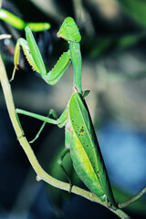 The boxing grasshopper on a branch