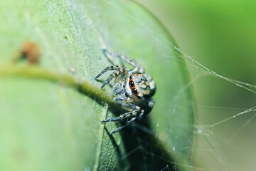 A jumper spider on green leaf