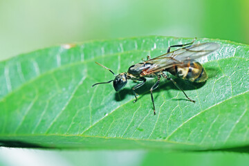 A fly insect on green leaf