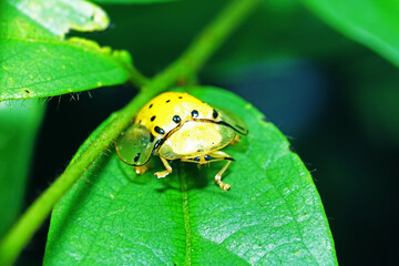 The yellow beetle on green leaf
