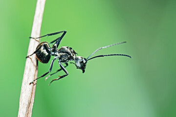 black ant on leaf