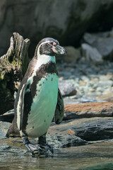 Naklejka premium The Humboldt Penguin is a medium-sized penguin. It lives in South America, its range mainly includes most of the coast of Peru. Chilean or Peruvian penguin or Patranka.