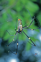 The long leg spider on the web
