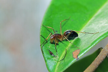 A mimic red ant spider on green leaf