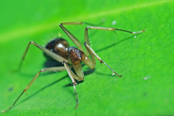 Fototapeta premium A mimic red ant spider on green leaf