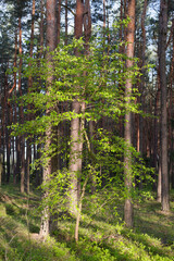 Dense forest