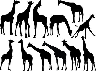 Set of giraffe Silhouette, Wild Animal, Forest